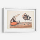 Pl. 258 Hudsonian Godwit - John James Audubon | Cuadro decorativo de Canvas Lab
