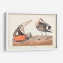 Pl. 258 Hudsonian Godwit - John James Audubon | Cuadro decorativo de Canvas Lab