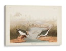 Pl. 310 Sandpiper Manchado - John James Audubon | Cuadro decorativo de Canvas Lab