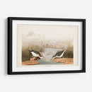 Pl. 310 Sandpiper Manchado - John James Audubon | Cuadro decorativo de Canvas Lab