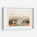 Pl. 310 Sandpiper Manchado - John James Audubon | Cuadro decorativo de Canvas Lab