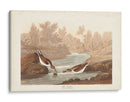 Pl. 320 Little Sandpiper - John James Audubon | Cuadro decorativo de Canvas Lab