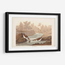 Pl. 320 Little Sandpiper - John James Audubon | Cuadro decorativo de Canvas Lab