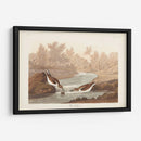 Pl. 320 Little Sandpiper - John James Audubon | Cuadro decorativo de Canvas Lab