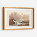 Pl. 320 Little Sandpiper - John James Audubon | Cuadro decorativo de Canvas Lab