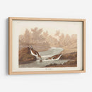 Pl. 320 Little Sandpiper - John James Audubon | Cuadro decorativo de Canvas Lab