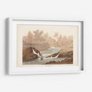Pl. 320 Little Sandpiper - John James Audubon | Cuadro decorativo de Canvas Lab