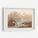 Pl. 320 Little Sandpiper - John James Audubon | Cuadro decorativo de Canvas Lab