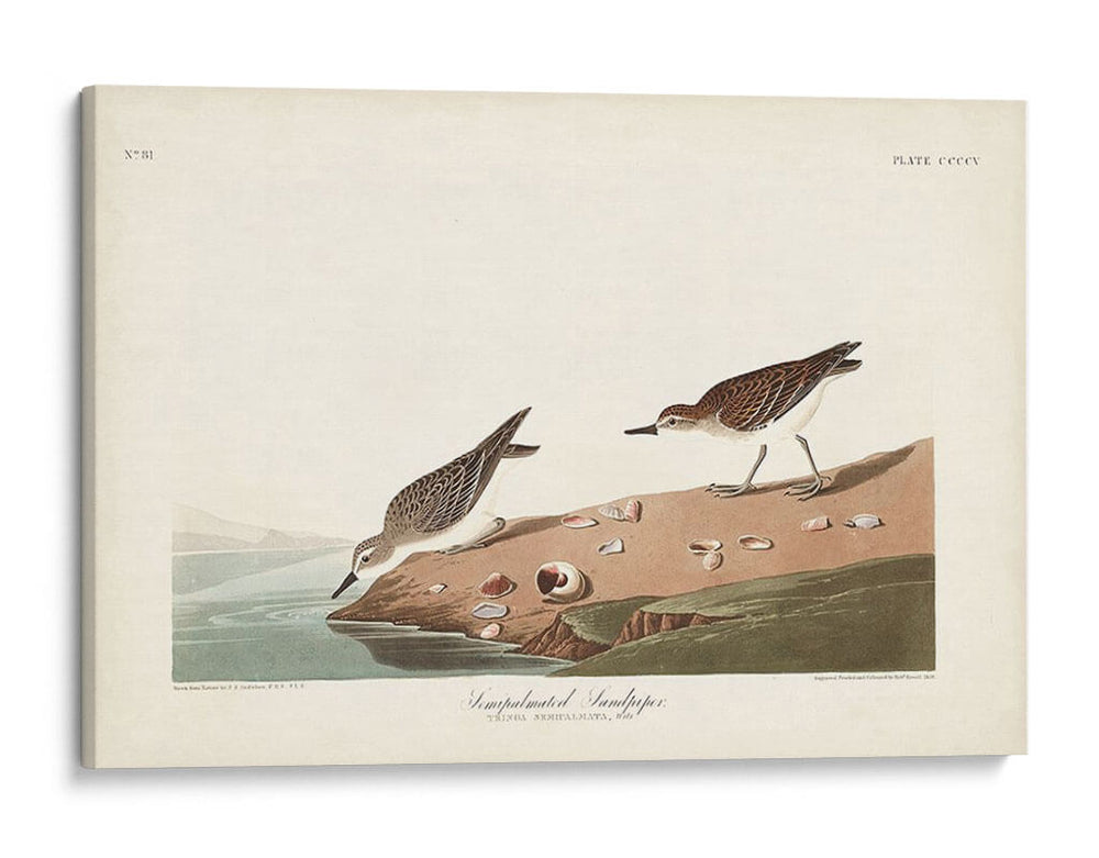 Pl. 405 Sandpiper Semipalmado - John James Audubon | Cuadro decorativo de Canvas Lab