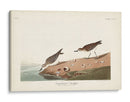 Pl. 405 Sandpiper Semipalmado - John James Audubon | Cuadro decorativo de Canvas Lab
