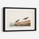 Pl. 405 Sandpiper Semipalmado - John James Audubon | Cuadro decorativo de Canvas Lab