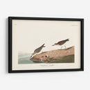 Pl. 405 Sandpiper Semipalmado - John James Audubon | Cuadro decorativo de Canvas Lab