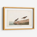 Pl. 405 Sandpiper Semipalmado - John James Audubon | Cuadro decorativo de Canvas Lab