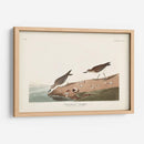 Pl. 405 Sandpiper Semipalmado - John James Audubon | Cuadro decorativo de Canvas Lab
