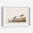 Pl. 405 Sandpiper Semipalmado - John James Audubon | Cuadro decorativo de Canvas Lab