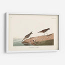 Pl. 405 Sandpiper Semipalmado - John James Audubon | Cuadro decorativo de Canvas Lab