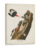 Pl. 27 Pájaro Carpintero De Cabeza Roja - John James Audubon | Cuadro decorativo de Canvas Lab