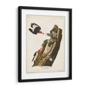 Pl. 27 Pájaro Carpintero De Cabeza Roja - John James Audubon | Cuadro decorativo de Canvas Lab