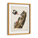 Pl. 27 Pájaro Carpintero De Cabeza Roja - John James Audubon | Cuadro decorativo de Canvas Lab