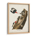 Pl. 27 Pájaro Carpintero De Cabeza Roja - John James Audubon | Cuadro decorativo de Canvas Lab
