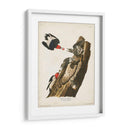 Pl. 27 Pájaro Carpintero De Cabeza Roja - John James Audubon | Cuadro decorativo de Canvas Lab
