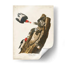 Pl. 27 Pájaro Carpintero De Cabeza Roja - John James Audubon | Cuadro decorativo de Canvas Lab