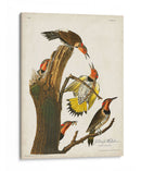 Pl. 37 Pájaro Carpintero De Alas De Oro - John James Audubon | Cuadro decorativo de Canvas Lab