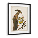 Pl. 37 Pájaro Carpintero De Alas De Oro - John James Audubon | Cuadro decorativo de Canvas Lab