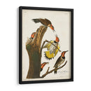 Pl. 37 Pájaro Carpintero De Alas De Oro - John James Audubon | Cuadro decorativo de Canvas Lab