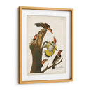 Pl. 37 Pájaro Carpintero De Alas De Oro - John James Audubon | Cuadro decorativo de Canvas Lab