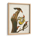 Pl. 37 Pájaro Carpintero De Alas De Oro - John James Audubon | Cuadro decorativo de Canvas Lab