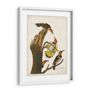 Pl. 37 Pájaro Carpintero De Alas De Oro - John James Audubon | Cuadro decorativo de Canvas Lab