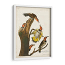 Pl. 37 Pájaro Carpintero De Alas De Oro - John James Audubon | Cuadro decorativo de Canvas Lab