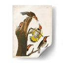 Pl. 37 Pájaro Carpintero De Alas De Oro - John James Audubon | Cuadro decorativo de Canvas Lab