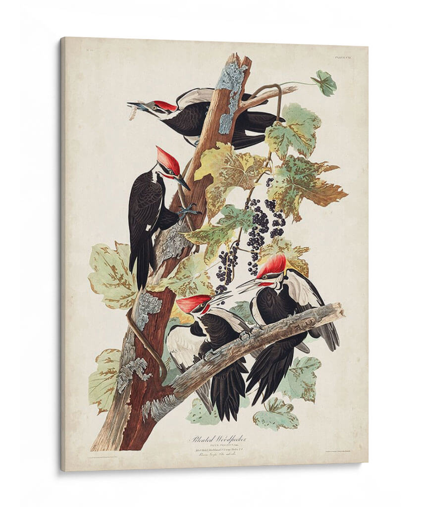 Pl. 111 Pájaro Pájaro Pájaro Pilotado - John James Audubon | Cuadro decorativo de Canvas Lab