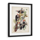 Pl. 111 Pájaro Pájaro Pájaro Pilotado - John James Audubon | Cuadro decorativo de Canvas Lab