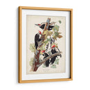 Pl. 111 Pájaro Pájaro Pájaro Pilotado - John James Audubon | Cuadro decorativo de Canvas Lab