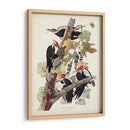 Pl. 111 Pájaro Pájaro Pájaro Pilotado - John James Audubon | Cuadro decorativo de Canvas Lab