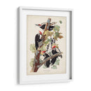 Pl. 111 Pájaro Pájaro Pájaro Pilotado - John James Audubon | Cuadro decorativo de Canvas Lab
