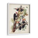 Pl. 111 Pájaro Pájaro Pájaro Pilotado - John James Audubon | Cuadro decorativo de Canvas Lab