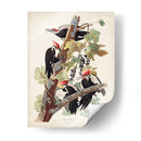 Pl. 111 Pájaro Pájaro Pájaro Pilotado - John James Audubon | Cuadro decorativo de Canvas Lab