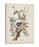 Pl. 112 Pájaro Carpintero Downy - John James Audubon | Cuadro decorativo de Canvas Lab