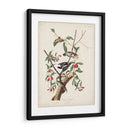 Pl. 112 Pájaro Carpintero Downy - John James Audubon | Cuadro decorativo de Canvas Lab