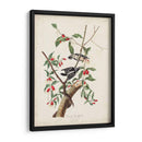 Pl. 112 Pájaro Carpintero Downy - John James Audubon | Cuadro decorativo de Canvas Lab