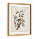 Pl. 112 Pájaro Carpintero Downy - John James Audubon | Cuadro decorativo de Canvas Lab