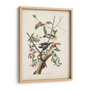 Pl. 112 Pájaro Carpintero Downy - John James Audubon | Cuadro decorativo de Canvas Lab
