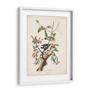 Pl. 112 Pájaro Carpintero Downy - John James Audubon | Cuadro decorativo de Canvas Lab
