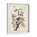 Pl. 112 Pájaro Carpintero Downy - John James Audubon | Cuadro decorativo de Canvas Lab