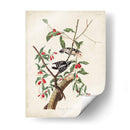 Pl. 112 Pájaro Carpintero Downy - John James Audubon | Cuadro decorativo de Canvas Lab