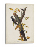 Pl. 132 Carpintero De Tres Dedos - John James Audubon | Cuadro decorativo de Canvas Lab
